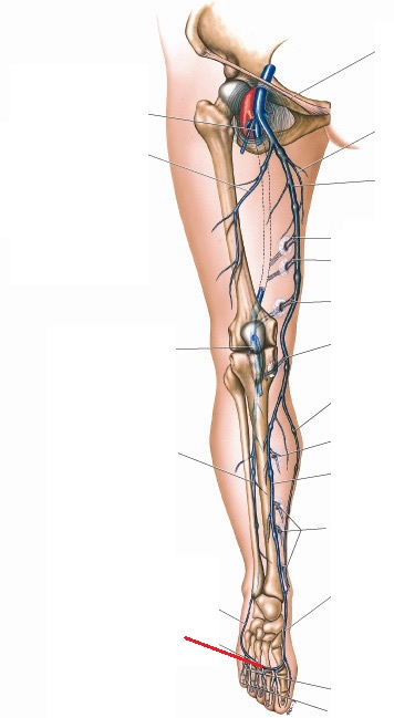 Level 98 - Anatomy of the Extremities - Memrise