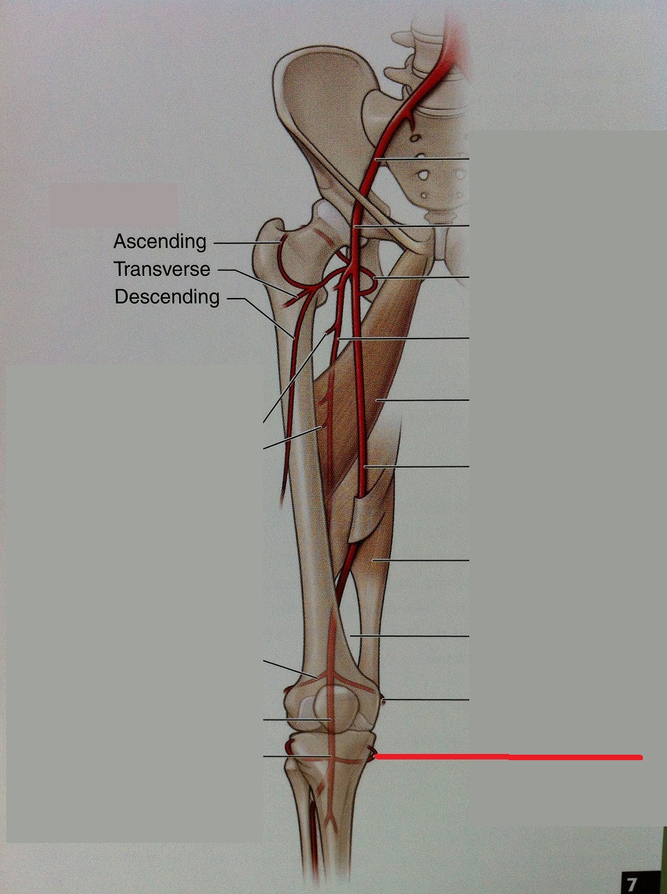 Level 110 Anatomy Of The Extremities Memrise