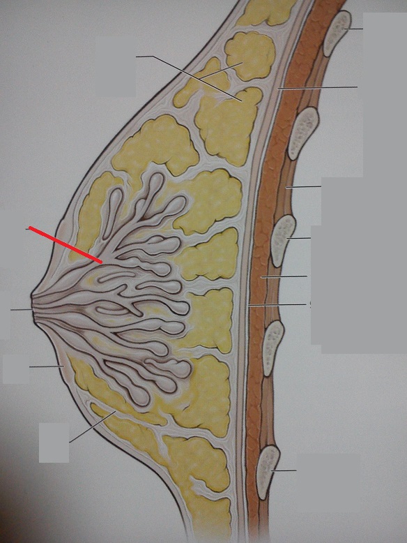 Level 10 Anatomy of the Extremities Memrise