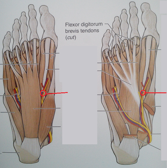 Level 116 Anatomy of the Extremities Memrise