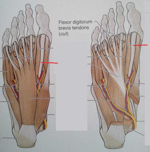 Flexor Hallucis Brevis And Flexor Digitorum Brevis Learn