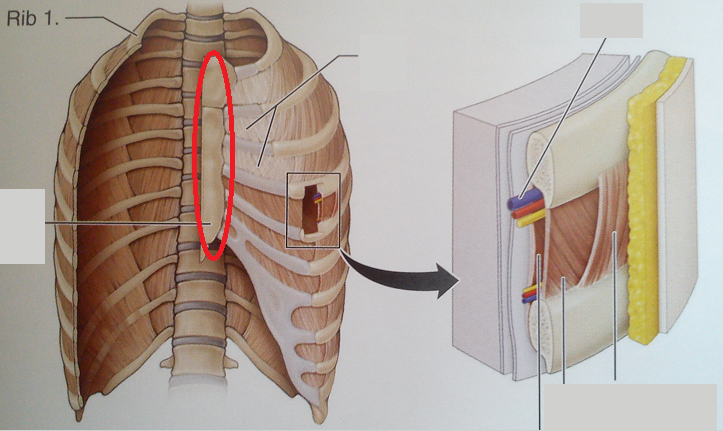 Level 18 - Anatomy of the Extremities - Memrise