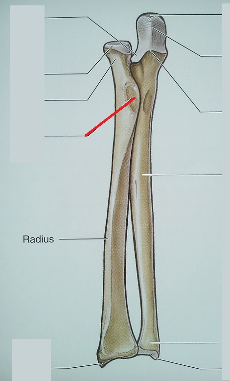 Level 34 - Anatomy of the Extremities, - Memrise