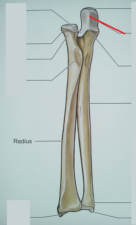 Level 34 - Anatomy of the Extremities, - Memrise