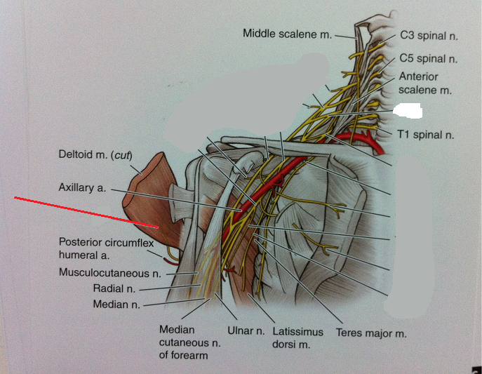 Level 46 - Anatomy of the Extremities - Memrise