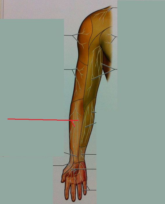 Level 39 6.8 Cutaneous Fields of Upper Limb Anatomy of the Extremi