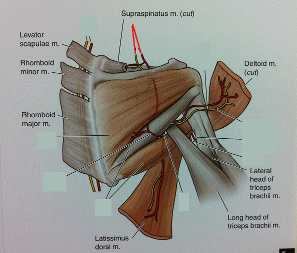 Level 46 Anatomy Of The Extremities Memrise