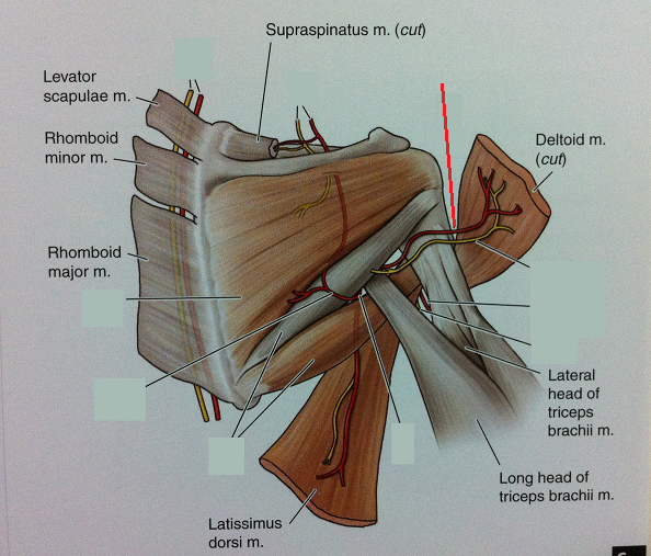 Level 46 - Anatomy of the Extremities - Memrise