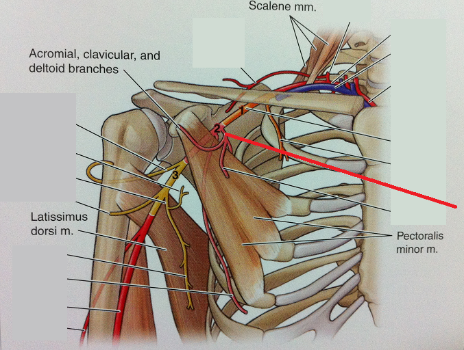 Level 47 - Anatomy Of The Extremities - Memrise