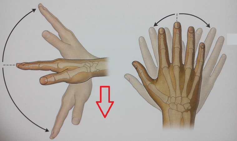 Level 61 - 6.30 Actions of Wrist Joints - Anatomy of the Extremities ...