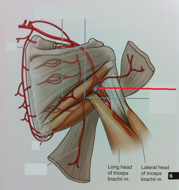 Level 48 - 6.17 Arteries of the Shoulder (Posterior View) - Anatomy of ...