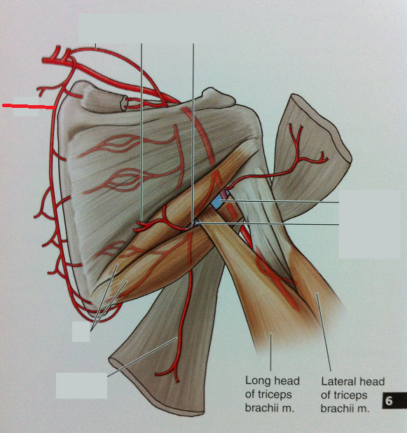 Level 48 - 6.17 Arteries of the Shoulder (Posterior View) - Anatomy of ...