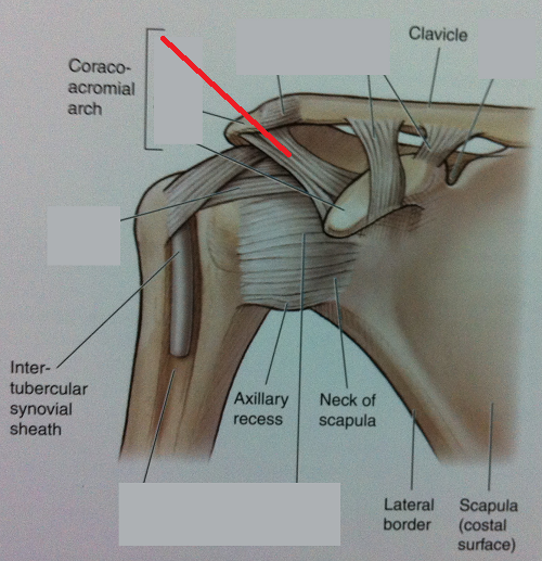 Level 49 - Anatomy Of The Extremities - Memrise