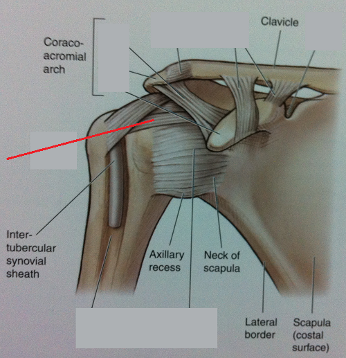 Level 49 - Anatomy of the Extremities - Memrise