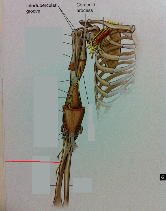 Level 55 - 6.24 Arm - Musculocutaneous Nerve - Anatomy of the Extremit