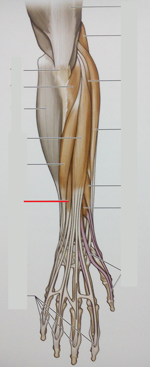 Level 75 - Anatomy Of The Extremities - Memrise