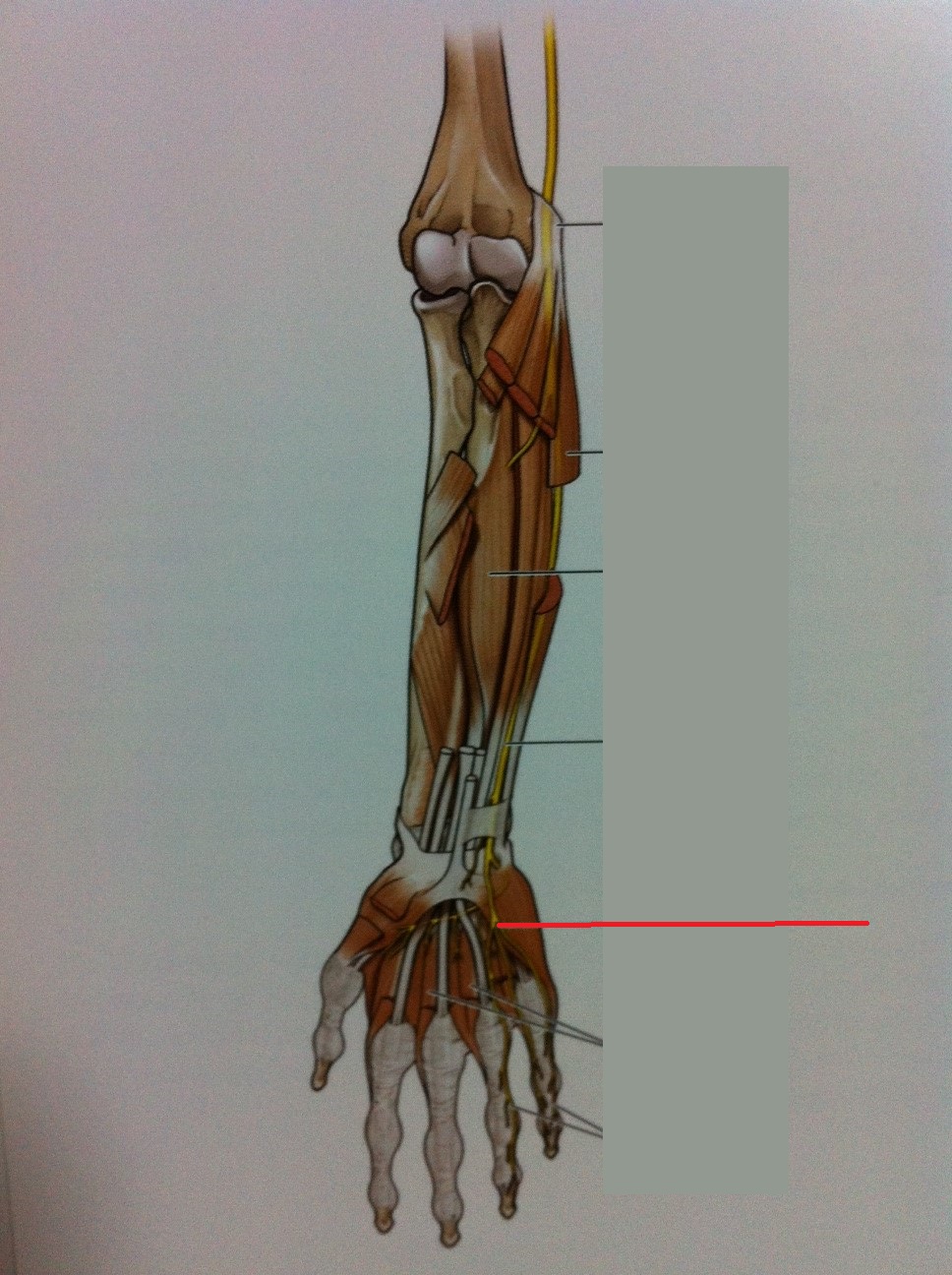 Level 69 - 6.38 Forearm - Ulnar Nerve - Anatomy of the Extremities