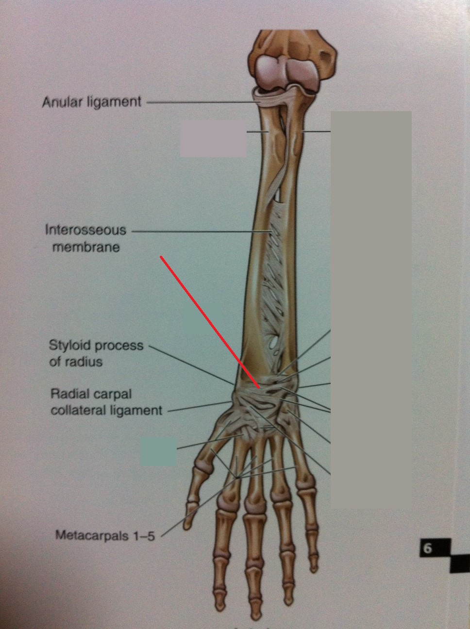 Level 73 - Anatomy of the Extremities - Memrise