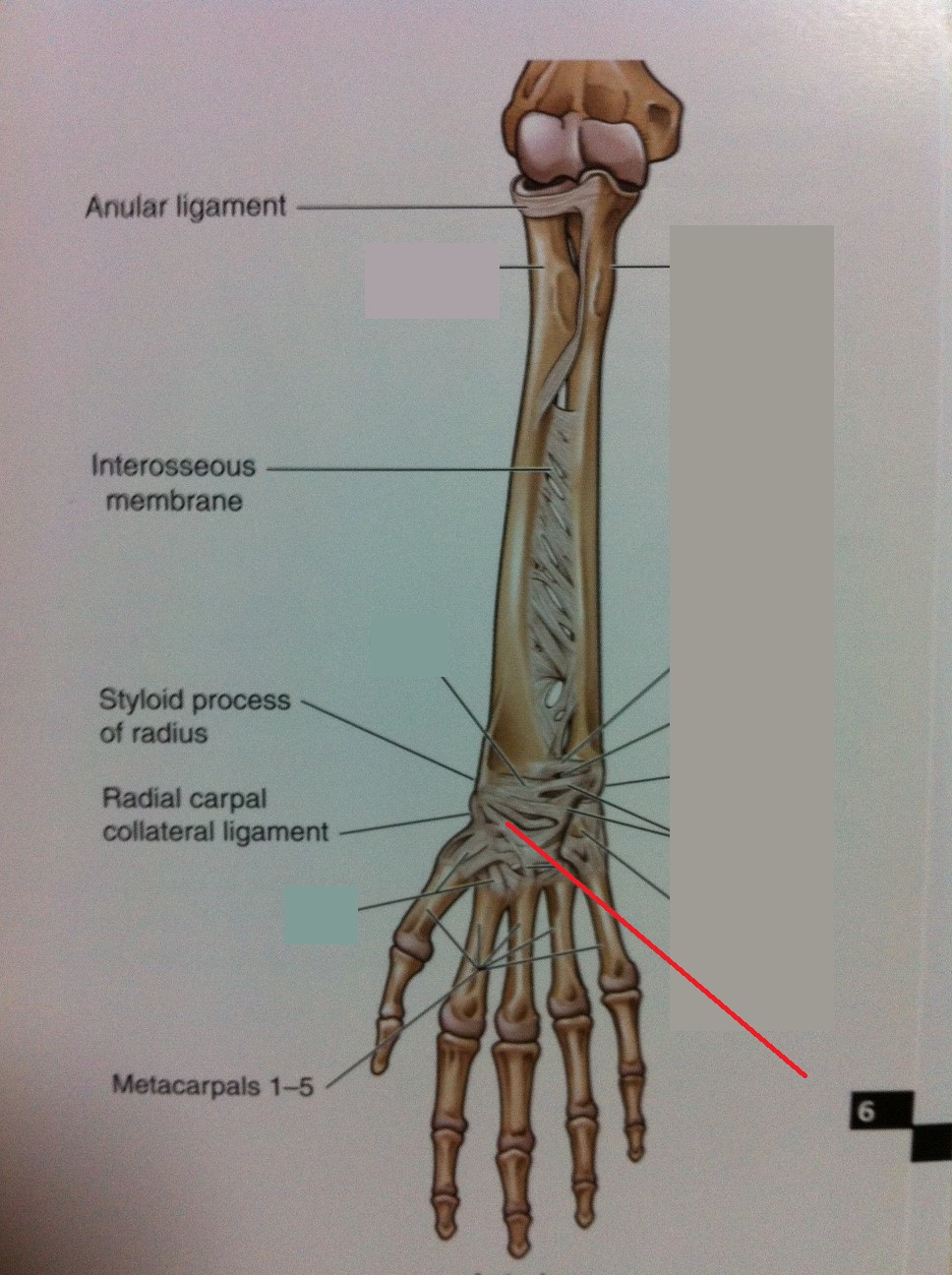 Level 73 Anatomy Of The Extremities Memrise