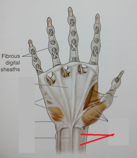 Level 74 - 6.43 Hand and Wrist - Palmar Surface - Anatomy of the Extre ...