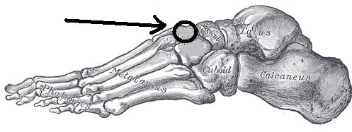 Level 7 - Feet - Bones of the Body - Memrise