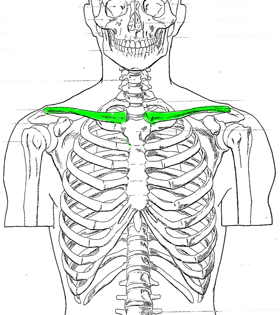 Level 2 - Bones 1 (Major Bones) - Artistic Anatomy - Memrise