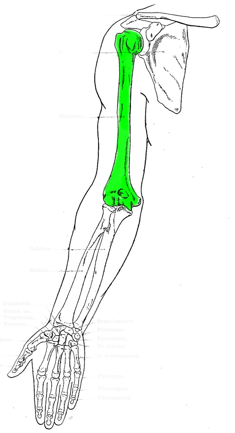 Level 2 - Bones 1 (Major Bones) - Artistic Anatomy - Memrise