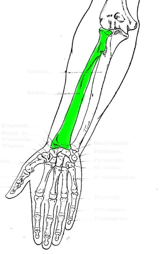 Level 2 - Bones 1 (Major Bones) - Artistic Anatomy - Memrise