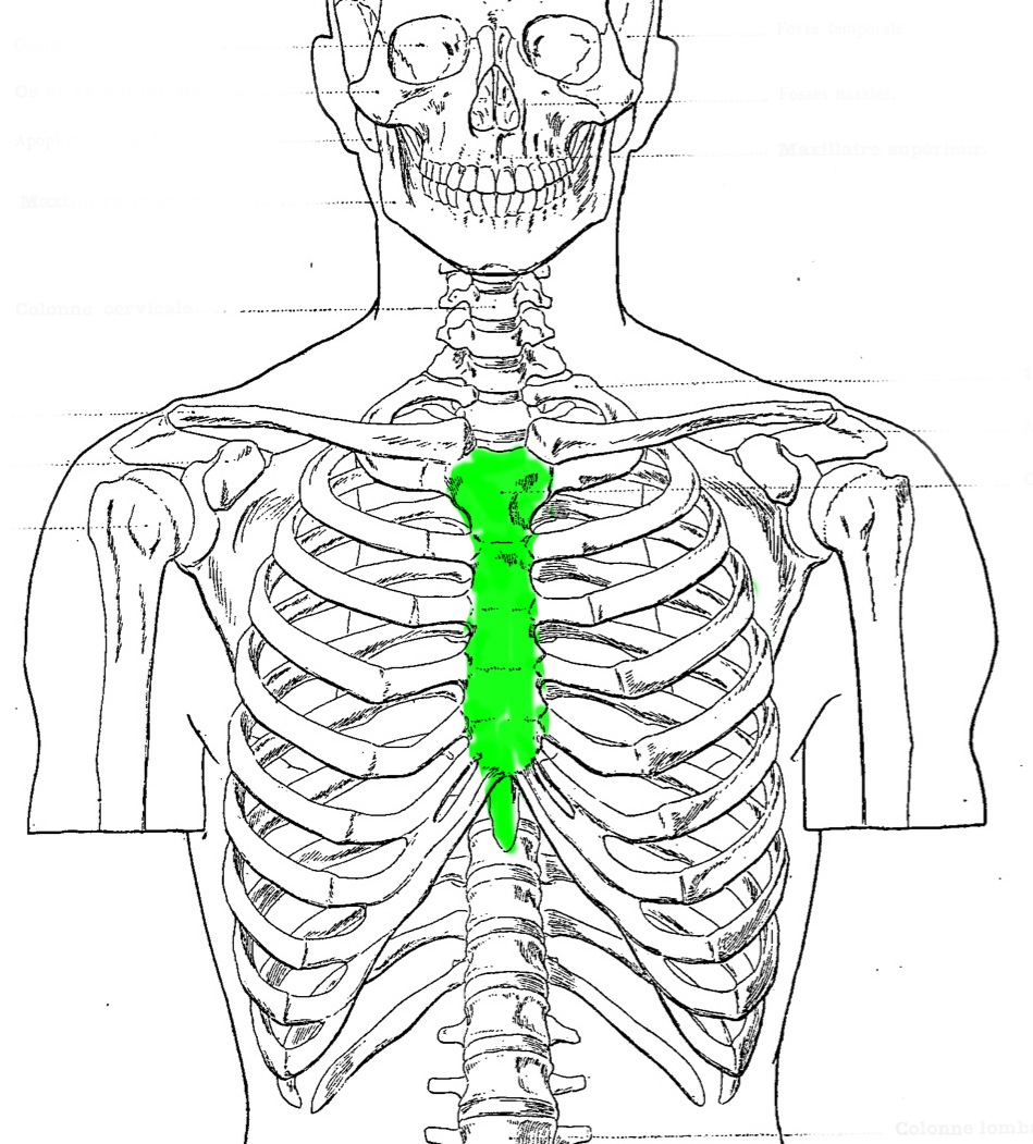 Level 2 - Bones 1 (Major Bones) - Artistic Anatomy - Memrise