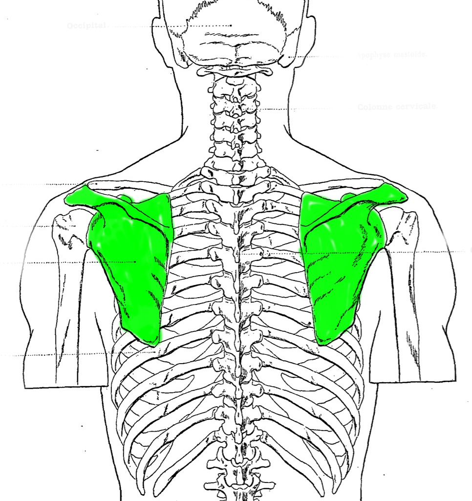 Level 2 - Bones 1 (Major Bones) - Artistic Anatomy - Memrise