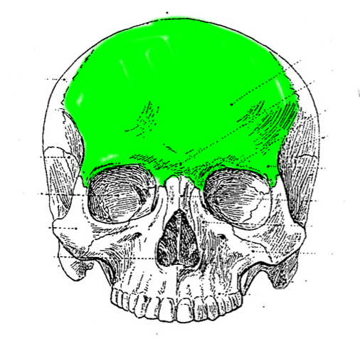 Level 8 - Artistic Anatomy - Memrise