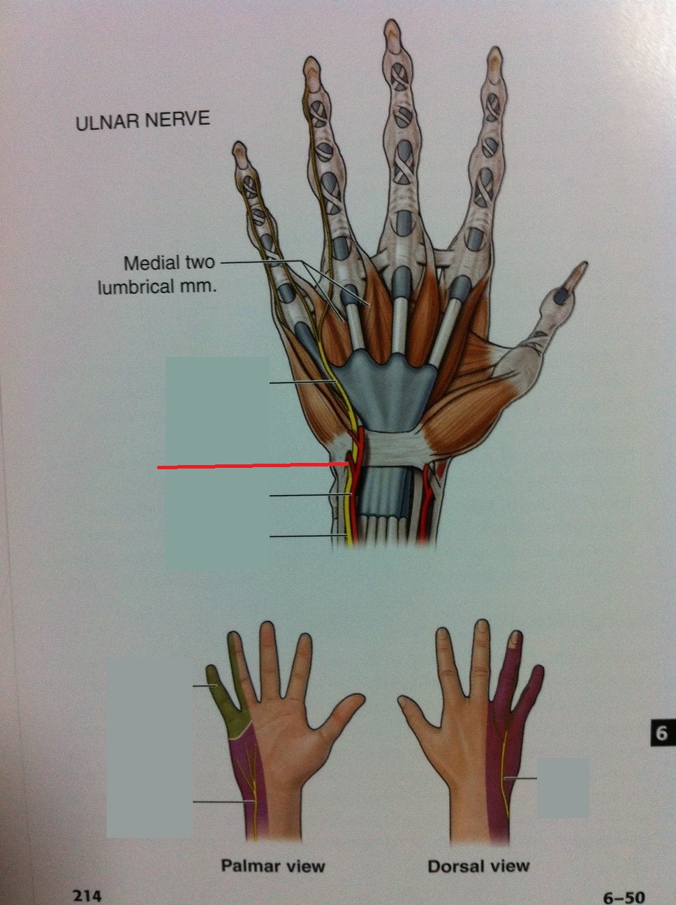 Level 81 Anatomy Of The Extremities Memrise