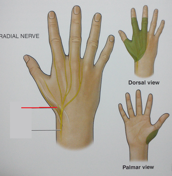 Level 83 - Anatomy Of The Extremities - Memrise