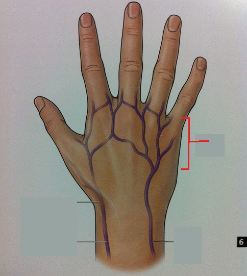 veins of the hand anatomy