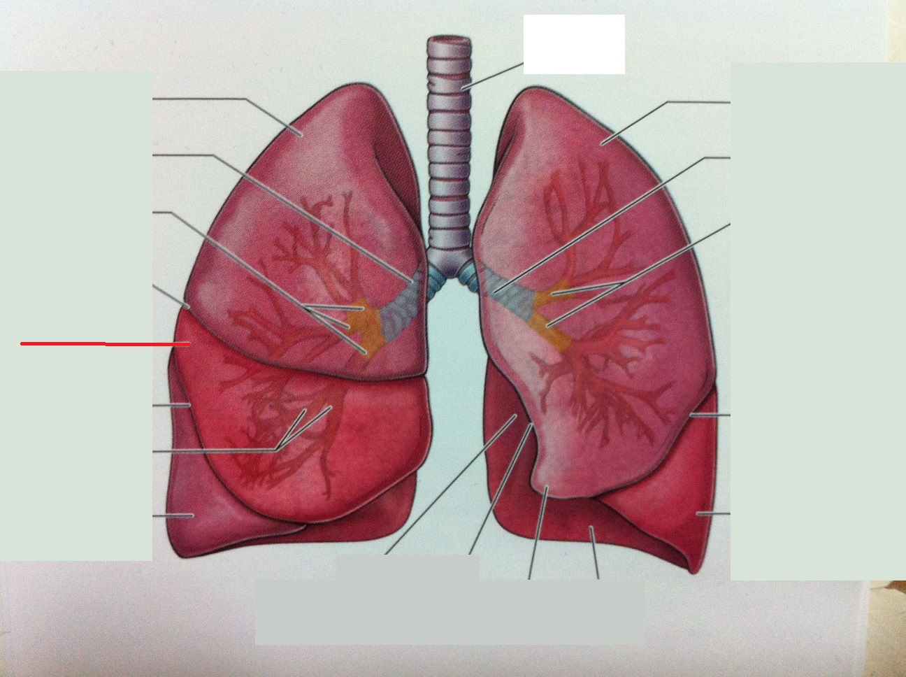 Level 72 Anatomy Of The Extremities Memrise - vrogue.co