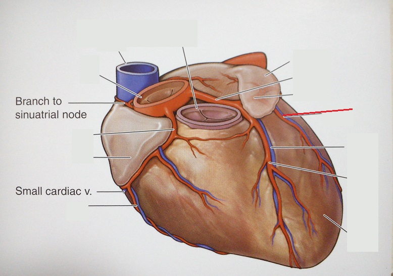 Obtuse Marginal Number 1St Obtuse Marginal Artery _ Circumflex branch of left coronary artery ...