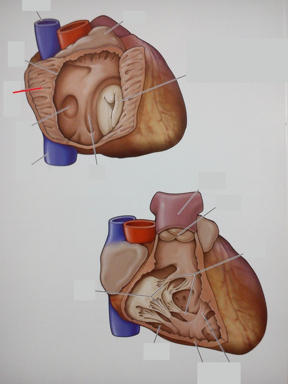 Level 26 Anatomy of the Extremities Memrise