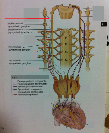 Level 28 - Anatomy of the Extremities - Memrise