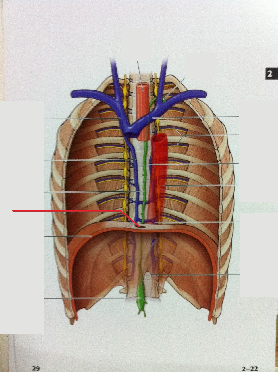 Level 31 Anatomy of the Extremities Memrise