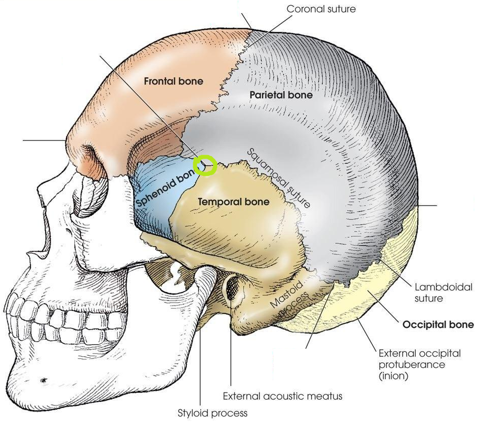 Level 7 - Neuroanatomy (CNS Morphology) - The Nervous System (Oxford ...