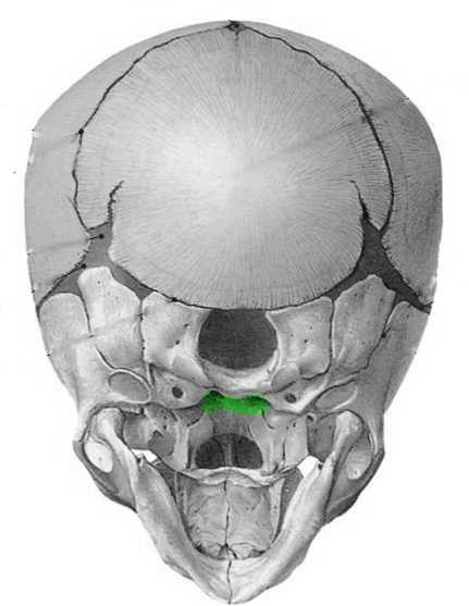 Мыщелок черепа. Мыщелка затылочной кости. Мыщелки затылочной кости анатомия. Затылочный Выступ черепа. Synchondrosis sphenooccipitalis.