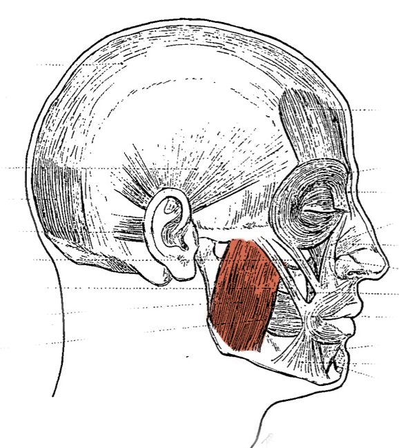 Level 9 - Muscles 5 (Head) - Artistic Anatomy - Memrise