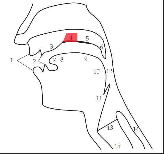 Level 1 - Speech Anatomy - Phonetics - Memrise