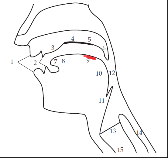 Level 1 - Speech Anatomy - Phonetics - Memrise