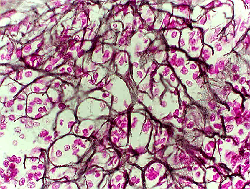 Level 5 - Human anatomy and physiolog... - Memrise