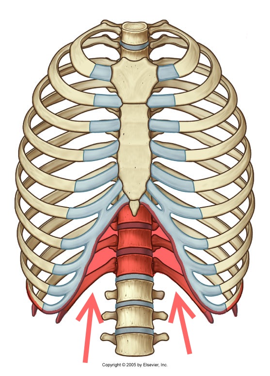 Rotatores Thoracis