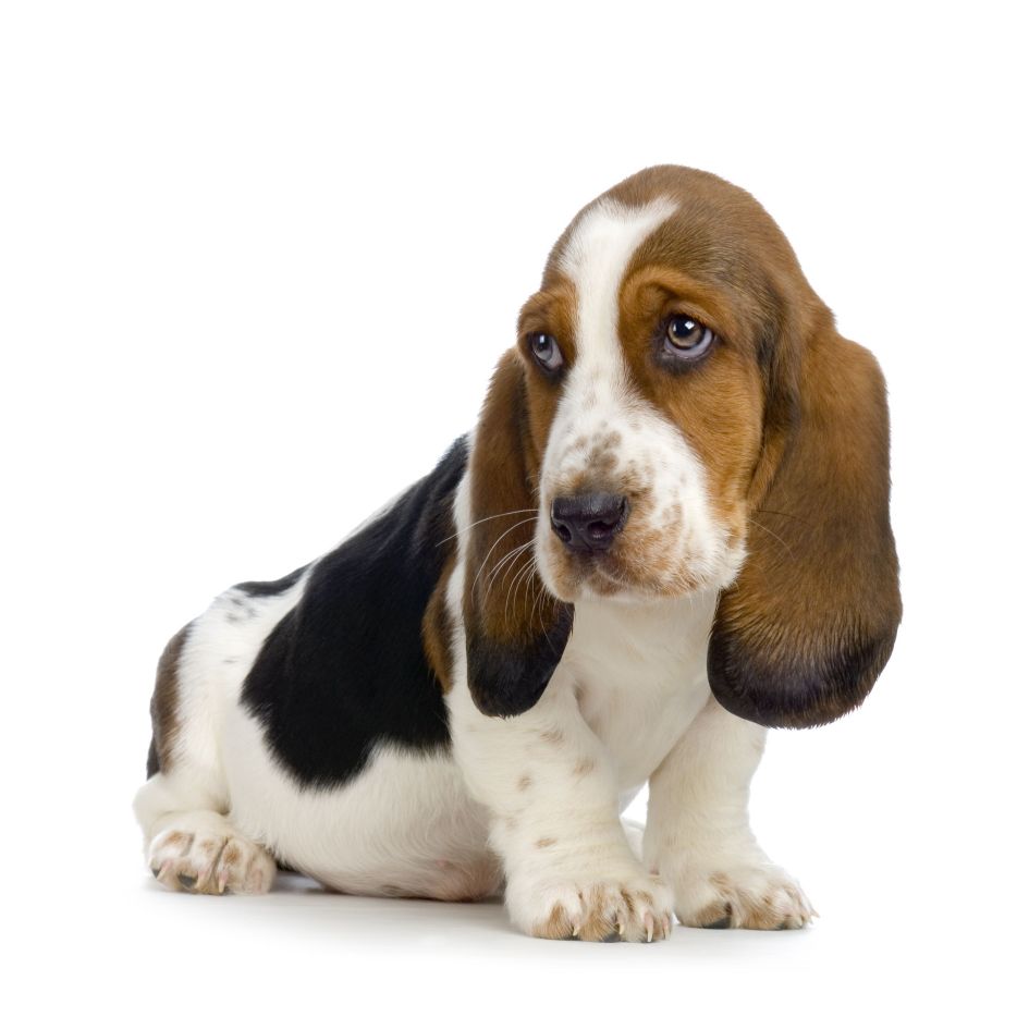 Level 2 Dog Breeds In Progress Memrise