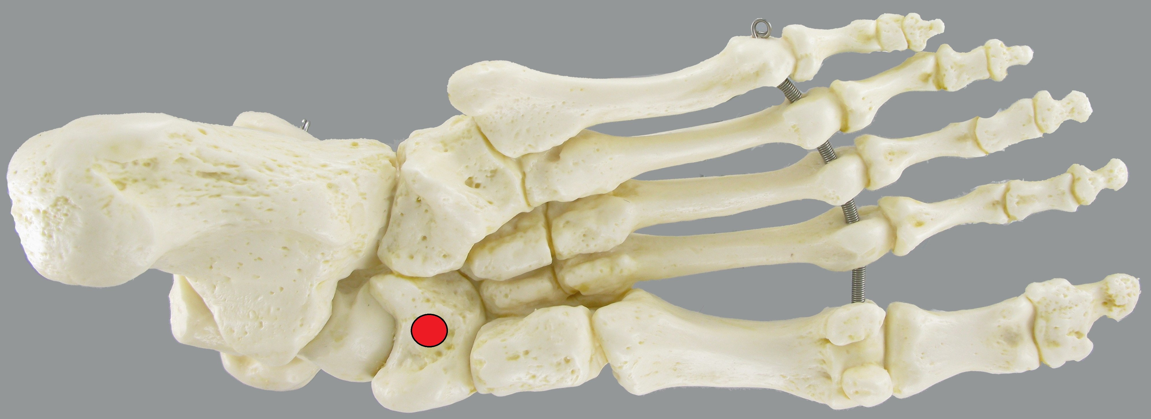 Level 3 - Bones of the Foot - Foot Anatomy - Memrise