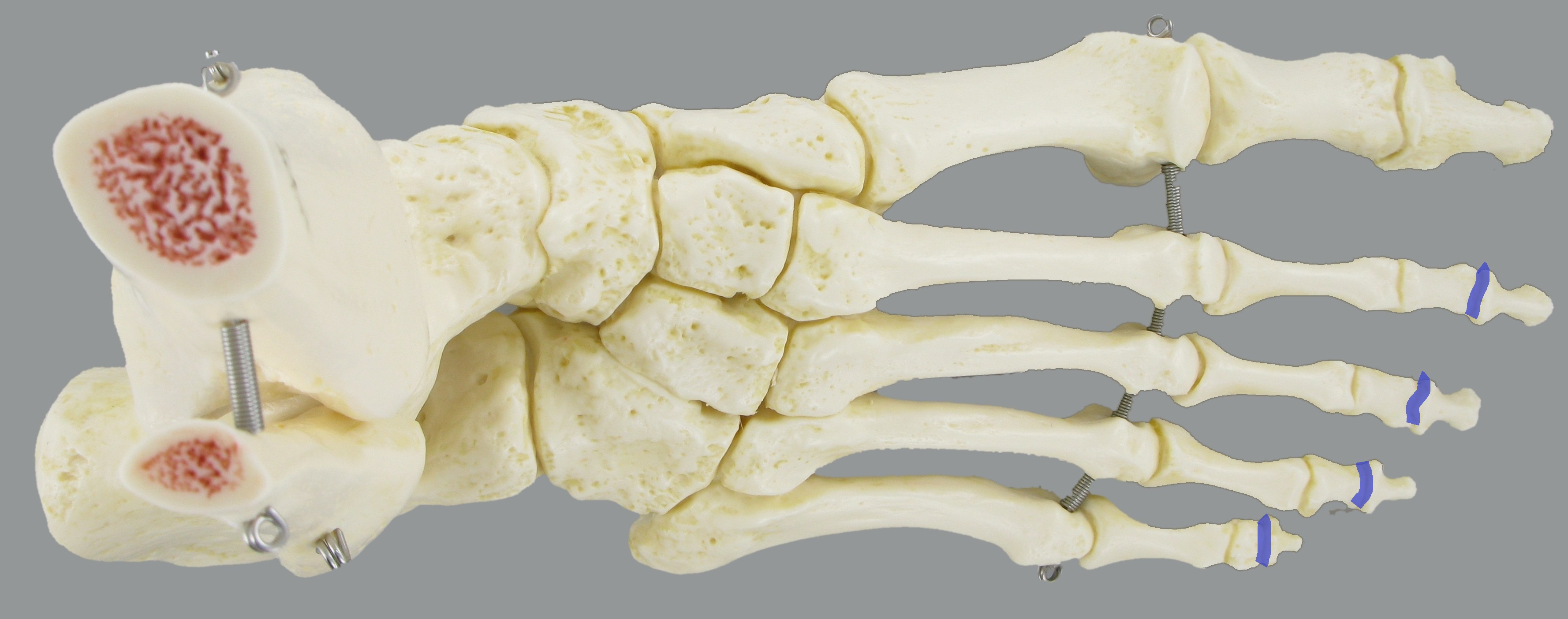 Level 4 Joints and Joint Lines Foot Anatomy Memrise