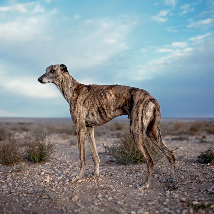 Level 1 - New level - Dog breeds! - Memrise